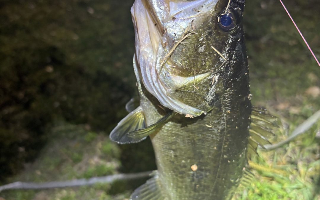 Before the Drop: Kim Lands a Largemouth on Cinna-Milk
