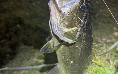 Before the Drop: Kim Lands a Largemouth on Cinna-Milk